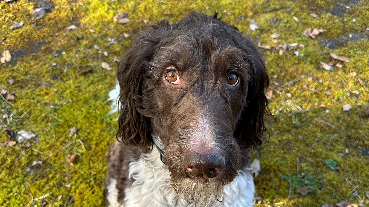 alert-–-pittsburgh-goldendoodle,-cecil,-chews-up-$4,000-in-cash-left-on-the-counter-–-in-the-first-‘unlawful’-act-of-his-life