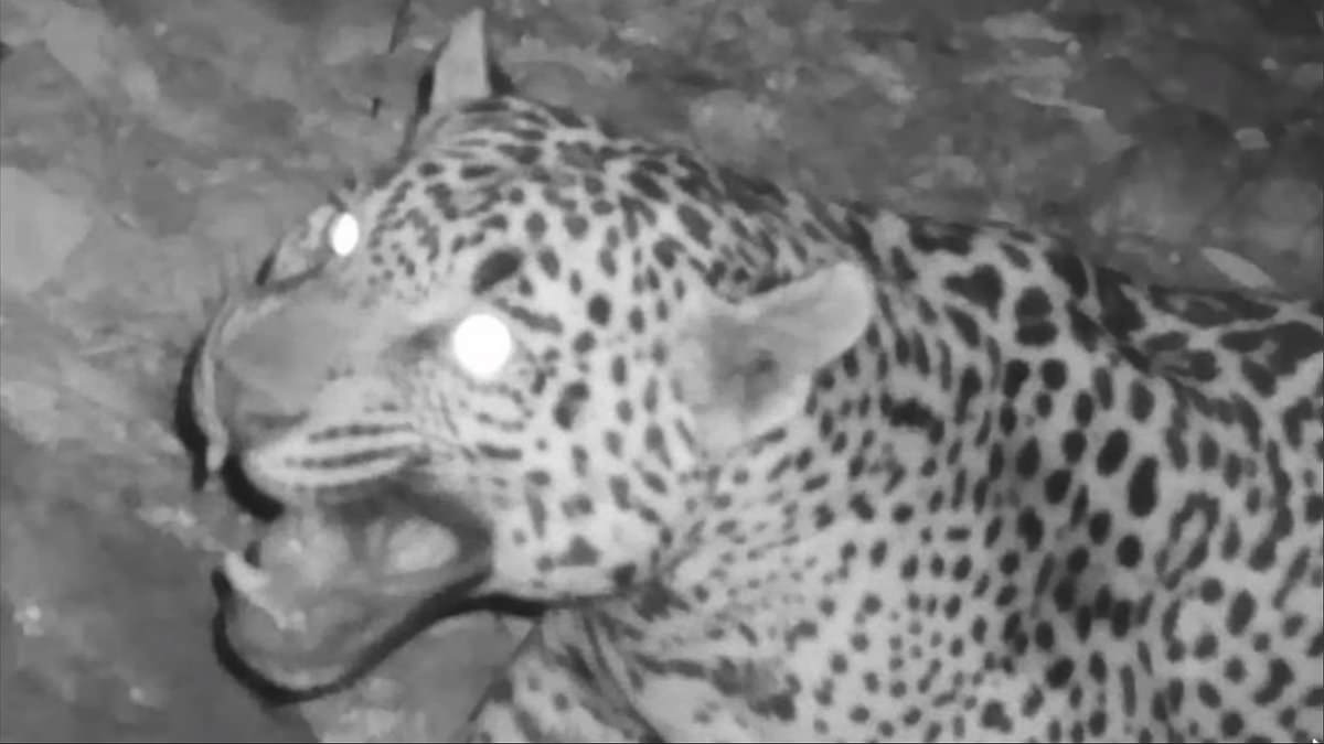 alert-–-mystery-grows-after-jaguar-seen-on-trail-camera-in-arizona-–-the-8th-sighting-in-the-last-25-years-of-the-animal-rarely-spotted-in-the-us