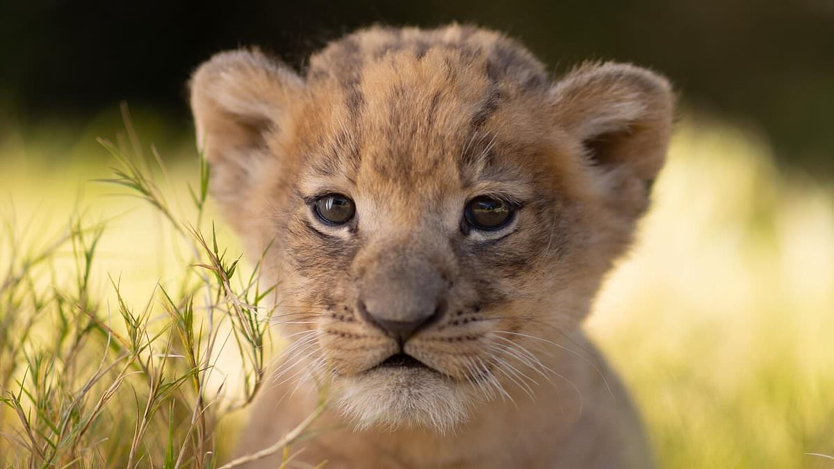 alert-–-fort-worth-zoo-shares-photos-of-‘playful’-male-lion-cub-named-moja-born-3lbs-who-has-already-shot-up-to-16lbs,-loves-playing-with-his-mom’s-tail-and-will-soon-meet-his-dad-for-the-first-time