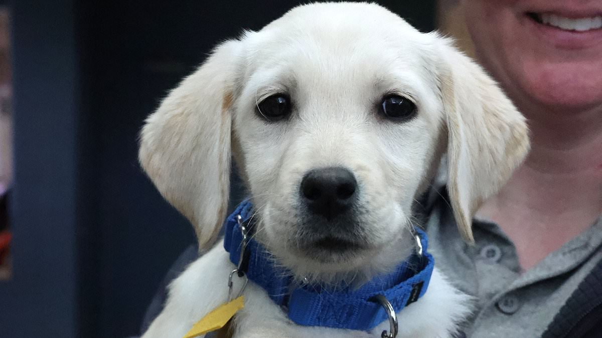 alert-–-rehabilitated-labrador-retrievers-are-pictured-after-a-daring-rescue-in-missouri-from-‘cruella-de-vil’-breeder sandra-kozlowski