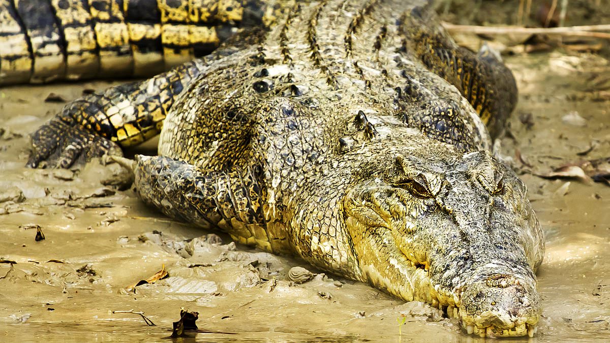 alert-–-child,-9,-is-critical-after-being-attacked-by-a-crocodile-in-kakadu-national-park