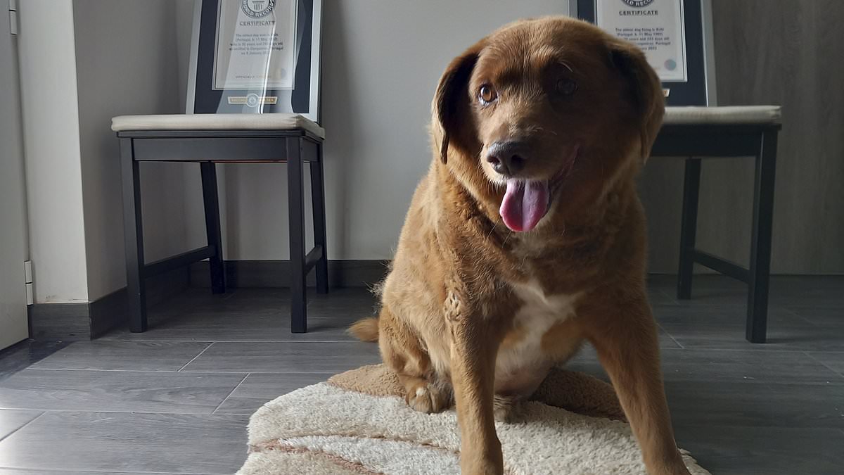 alert-–-bobi,-‘the-world’s-oldest-dog’-has-his-title-suspended-by-guinness-world-records-amid-investigation-after-animal-lovers-spot-he-had-white-paws-when-younger-but-brown-paws-when-he-died