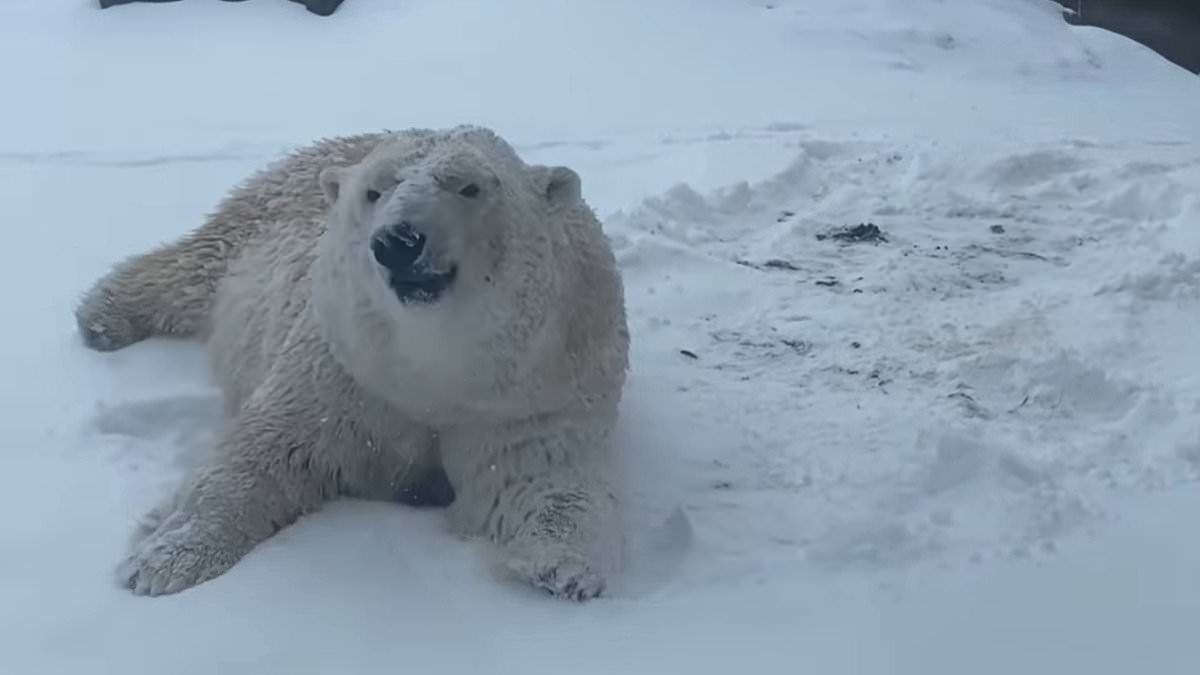 alert-–-adorable-moment-delighted-polar-bear-rolls-around-in-the-snow-at-buffalo-zoo