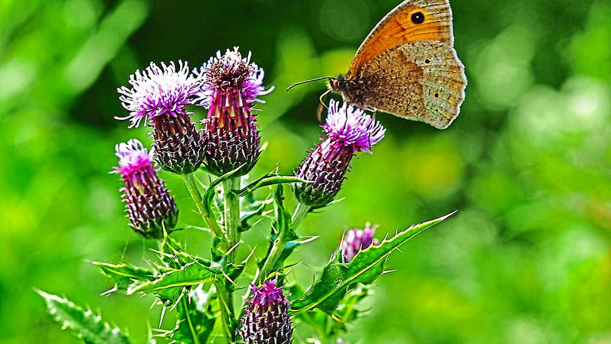 alert-–-butterflies-could-lose-their-spots-and-become-easier-prey-because-of-warmer-weather,-research-shows