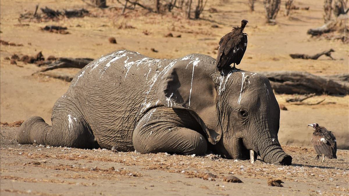 alert-–-the-gentle-giants-killed-by-devastating-zimbabwe-drought:-calfs-lie-dead-after-more-than-160-elephants-die-as-a-result-of-devastating-conditions-–-and-it’s-feared-more-will-follow