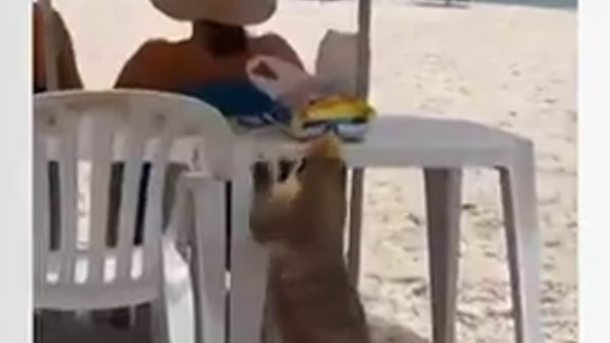 alert-–-viral-moment-furry-coati-steals-bag-of-snacks-from-sunbather’s-table-at-brazilian-beach