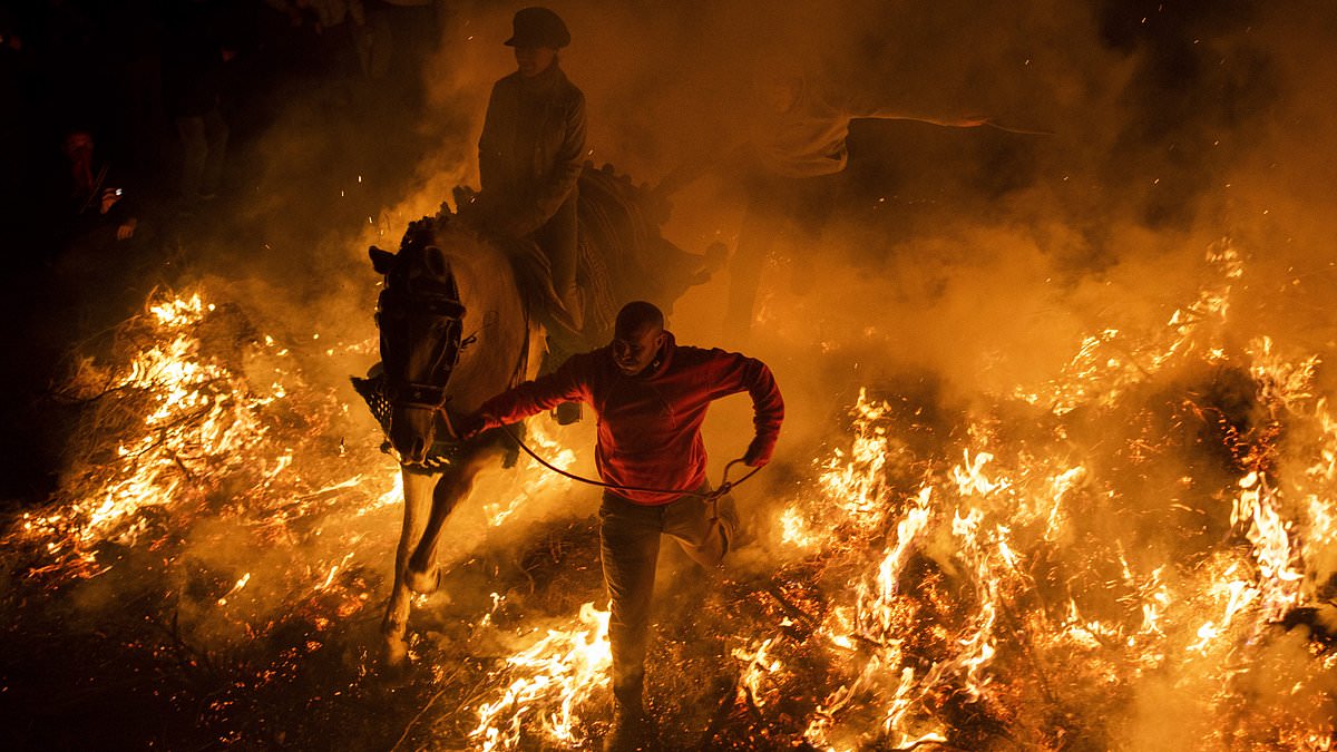 alert-–-rein-of-fire:-horses-are-forced-to-leap-over-bonfires-at-annual-spanish-festival