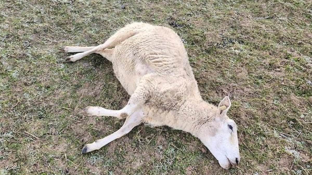 alert-–-teenage-boy,-15,-is-arrested-after-14-lambs-worth-2,000-each-were-killed-when-car-ploughed-into-farmer’s-field