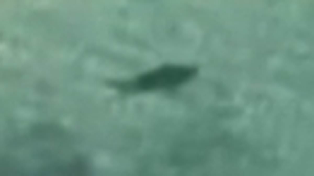 alert-–-shark-warning-issued-after-four-metre-great-white-was-spotted-at-sorrento-pier