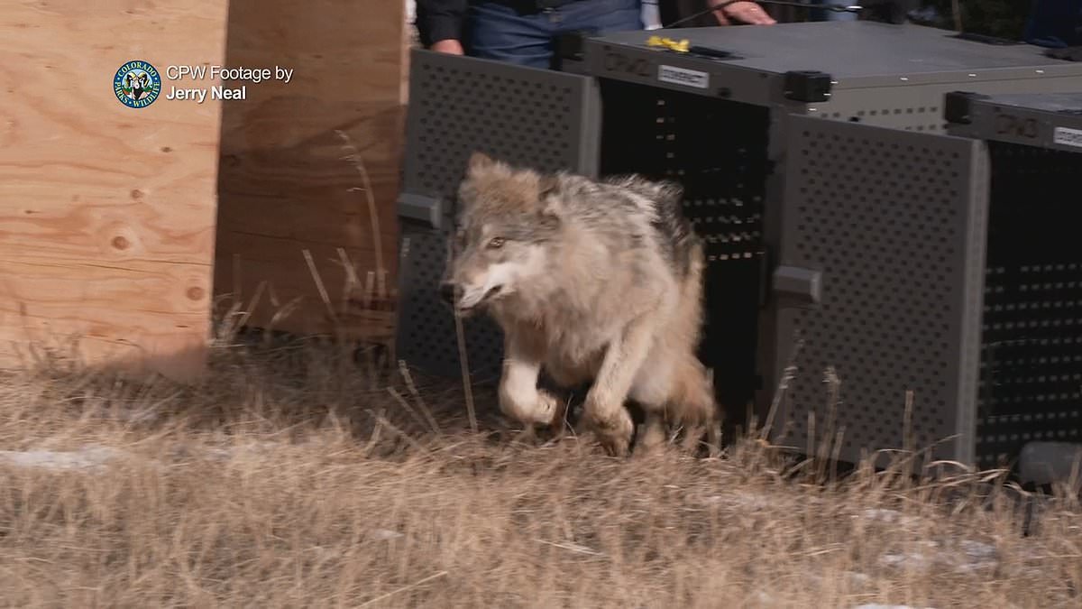 alert-–-where-wolf!-new-map-reveals-exactly-where-pack-of-endangered-gray-wolves-have-roamed-since-they-were-released-in-colorado-last-month-–-after-fierce-criticism-from-local-ranchers-over-lack-of-transparency