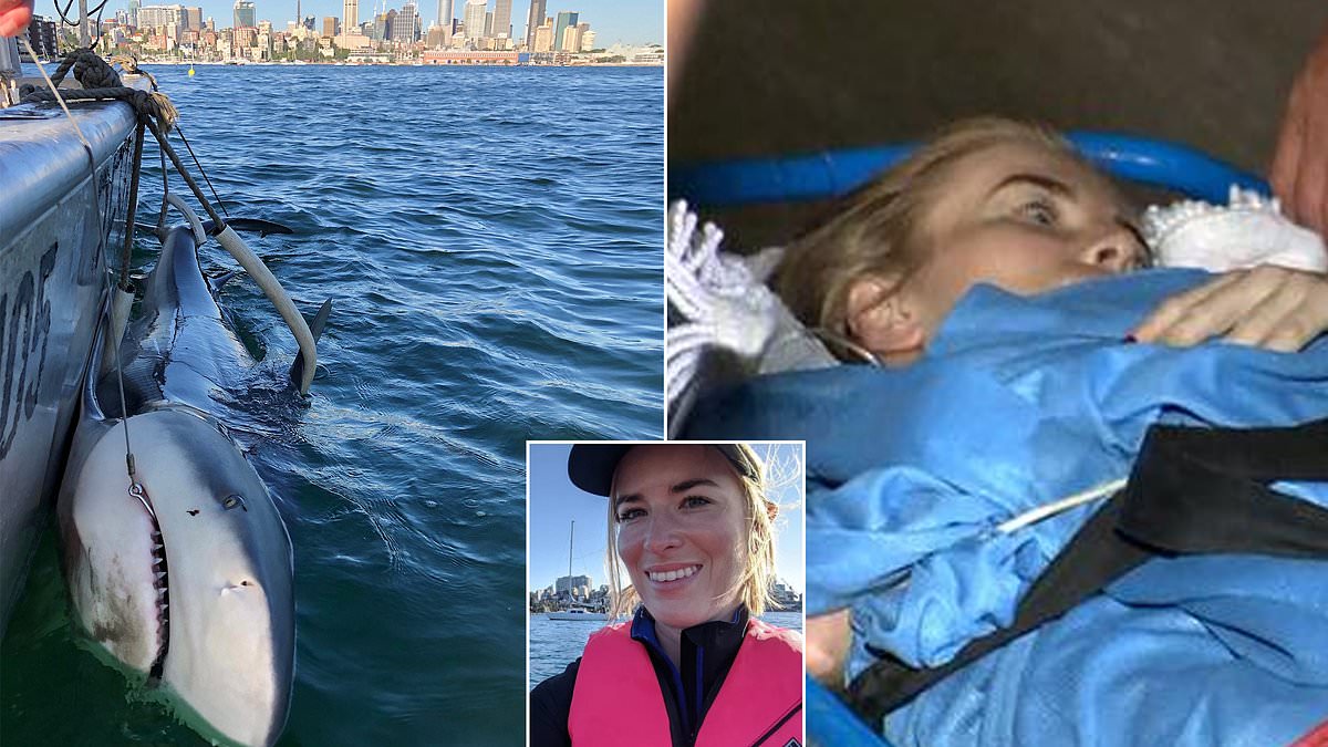 alert-–-marine-biologist-highlights-the-common-mistake-shark-attack-victim-made-–-as-sydney-harbour-is-revealed-as-a-shark-‘love-nest’