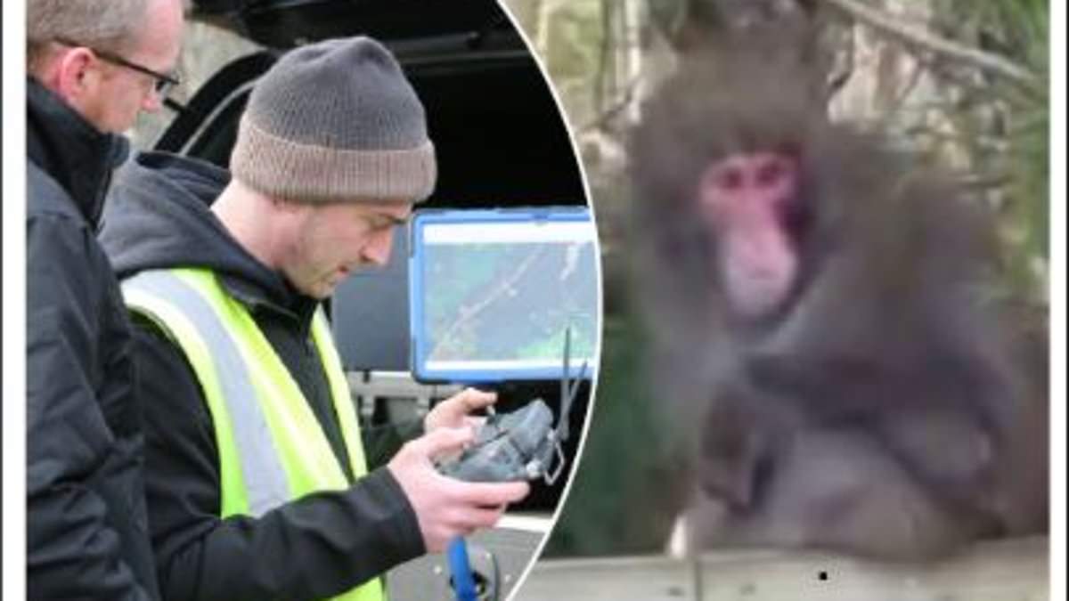 alert-–-children-told-not-to-go-out-alone-amid-hunt-for-japanese-macaque-which-broke-out-of-highland-zoo-–-as-experts-draft-in-drones-to-find-on-the-run-primate-in-operation-monkey-business