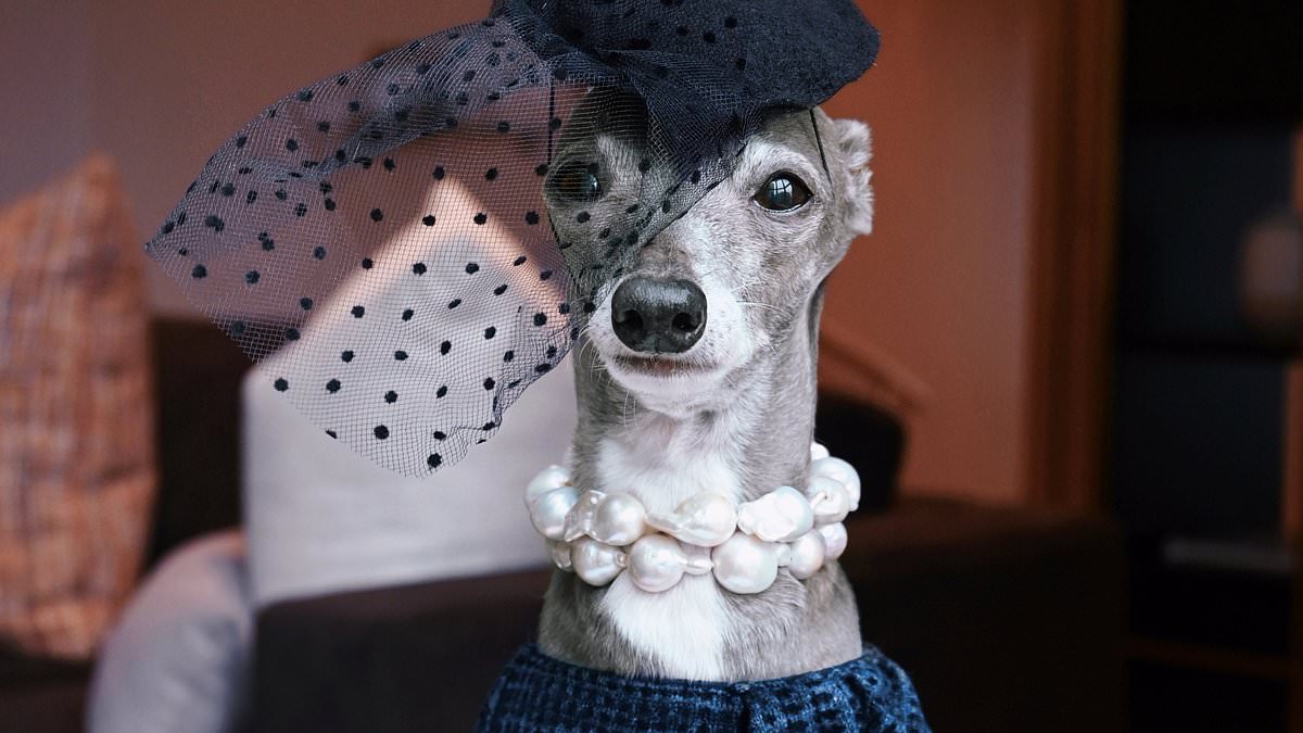 alert-–-pampered-italian-greyhound-boasts-a-$20,000-designer-wardrobe-and-attends-catwalk-shows-around-the-globe