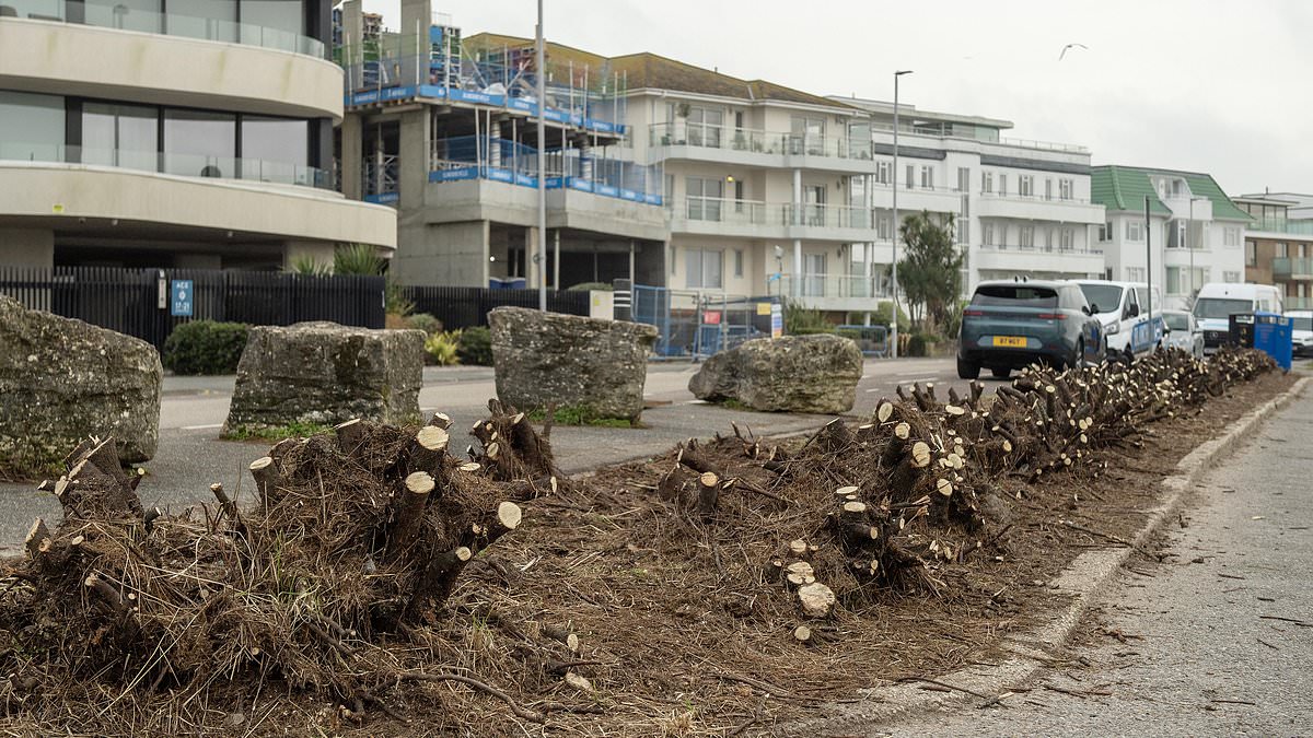 alert-–-furious-sandbanks-residents-slam-council-‘hack-job’-after-luscious-green-hedges-were-chopped-down-leaving-just-stumps-along-road-on-millionaires’-row