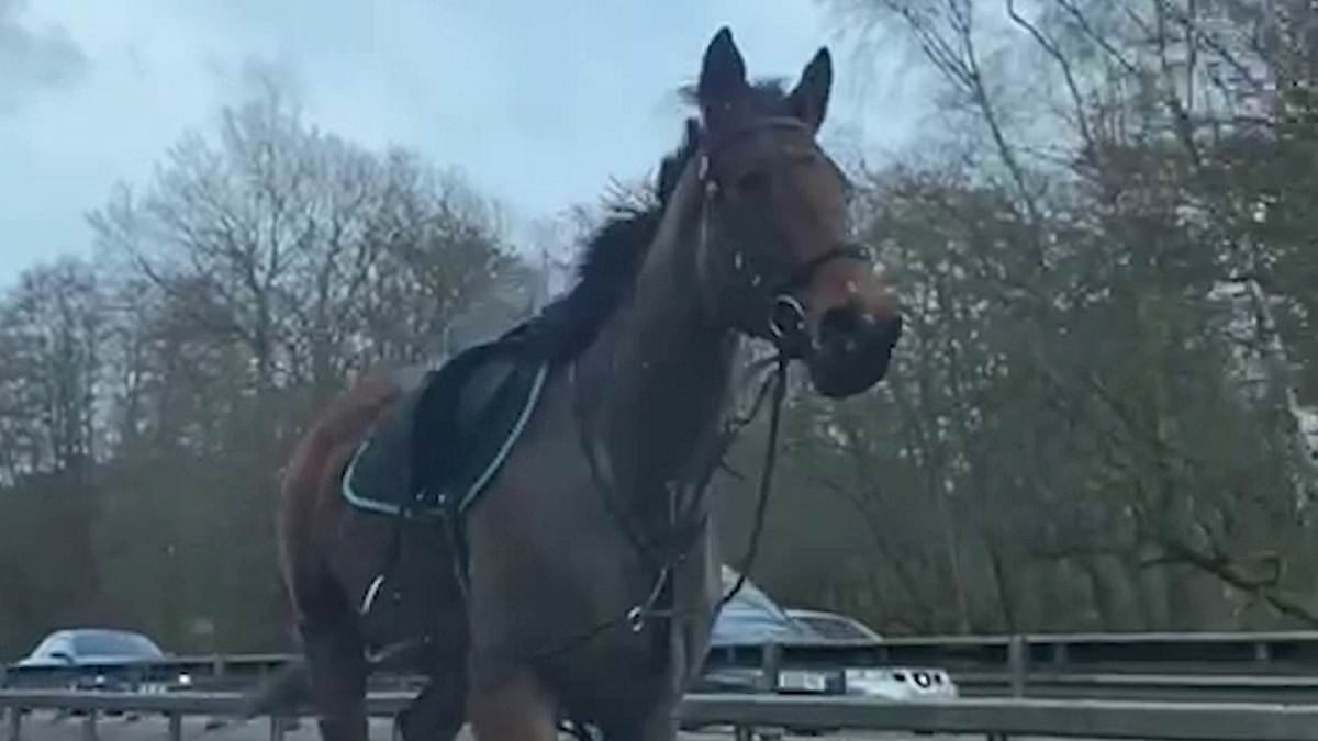 alert-–-doesn’t-that-horse-know-the-highway-code?-amazing-moment-animal-gallops-the-wrong-way-along-a-dual-carriageway-–-forcing-drivers-to-swerve-to-safety