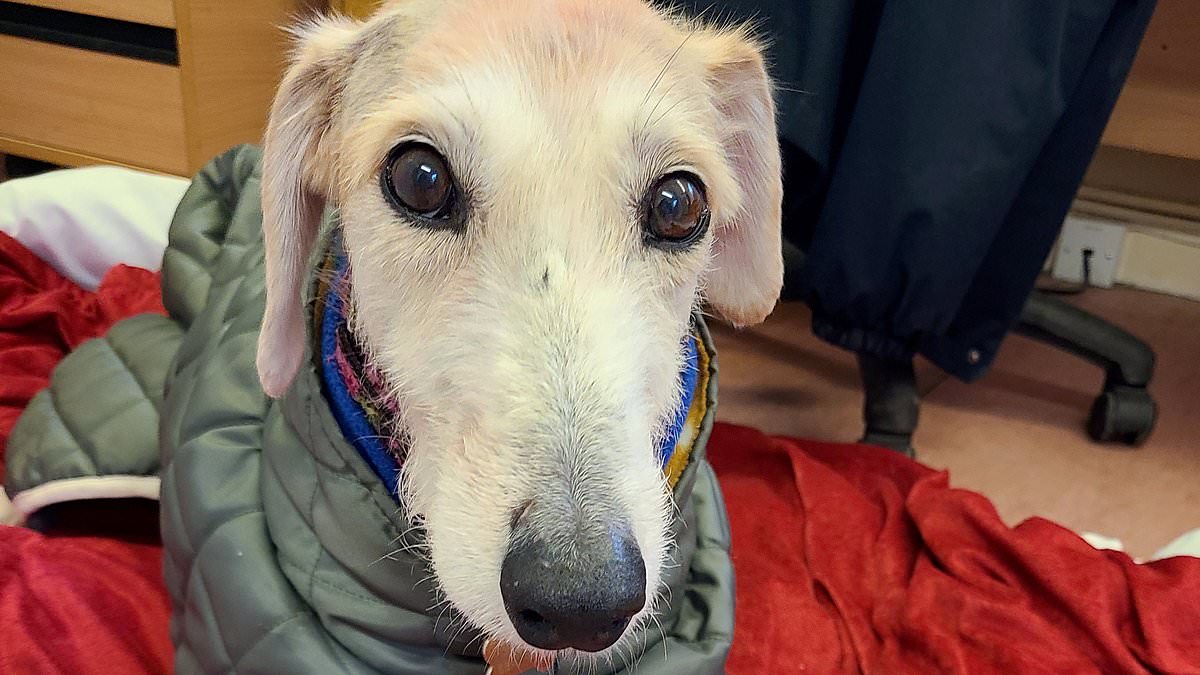 alert-–-dramatic-before-and-after-images-show-lurcher’s-incredible-transformation-after-it-was-found-emaciated-and-dumped-in-a-hedge-‘to-die’-on-christmas-day