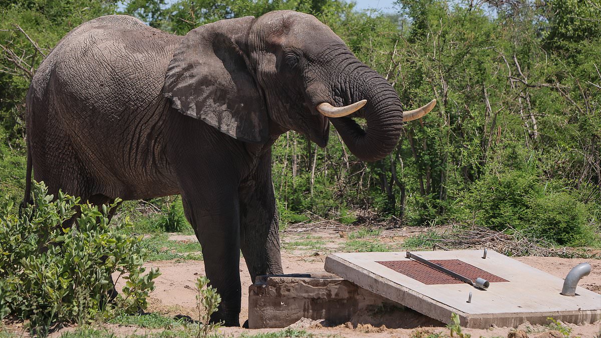 alert-–-the-african-safari-haven-where-humans-and-‘menacing’-elephants-are-locked-in-a-desperate-battle-for-survival-over-the-little-water-available