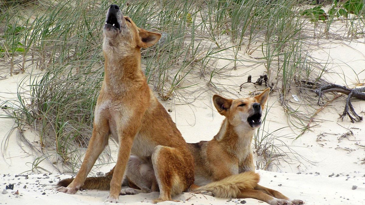 alert-–-k’gari-dingo-attack:-young-boy-bitten-by-wild-animal-on-popular-tourist-island-in-fourth-attack-in-four-weeks
