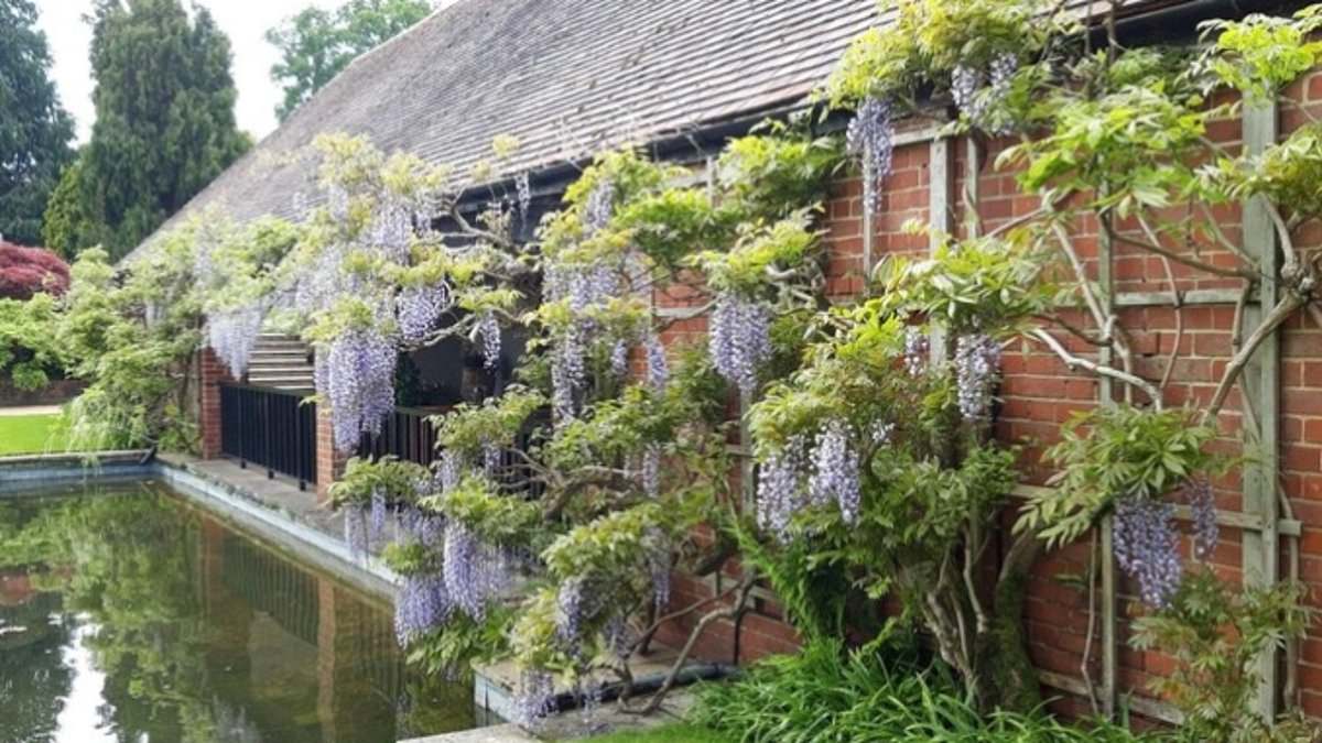 alert-–-royal-horticultural-society-upsets-garden-lovers-by-giving-showpiece-giant-wisteria-the-chop-–-but-denies-the-move-was-caused-by-health-and-safety-rules