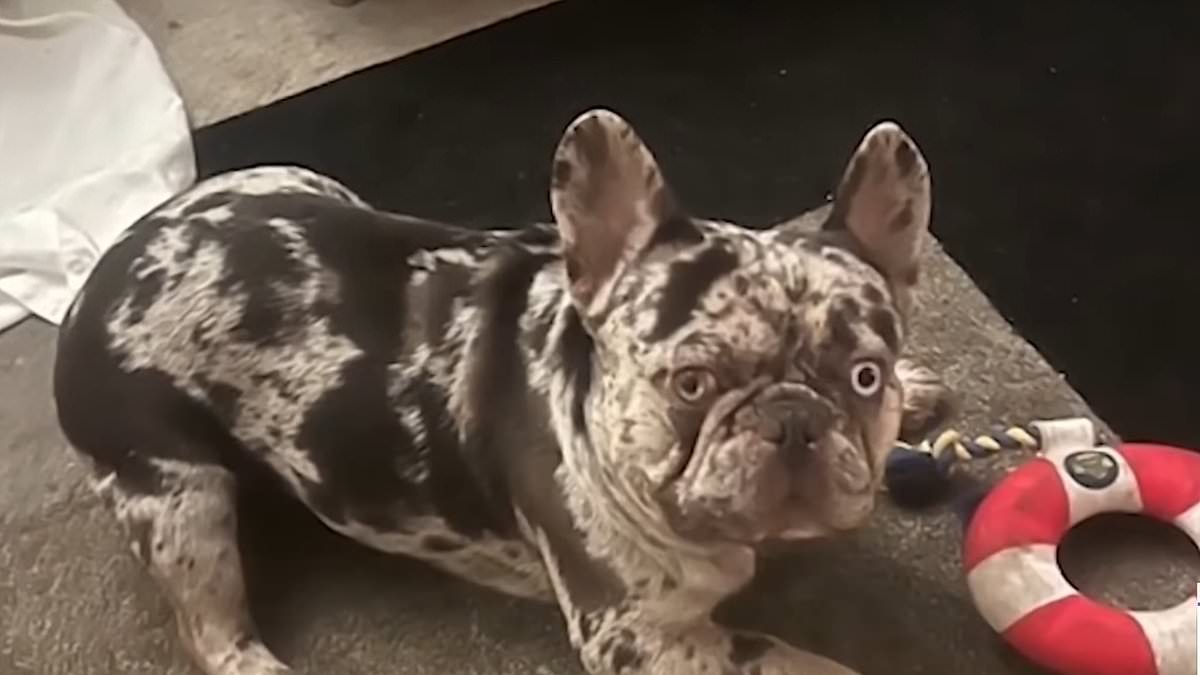 alert-–-la-woman,-21,-is-arrested-over-french-bulldog-theft-that-saw-distraught-owner-clinging-onto-the-hood-of-suspect’s-car-in-terrifying-video