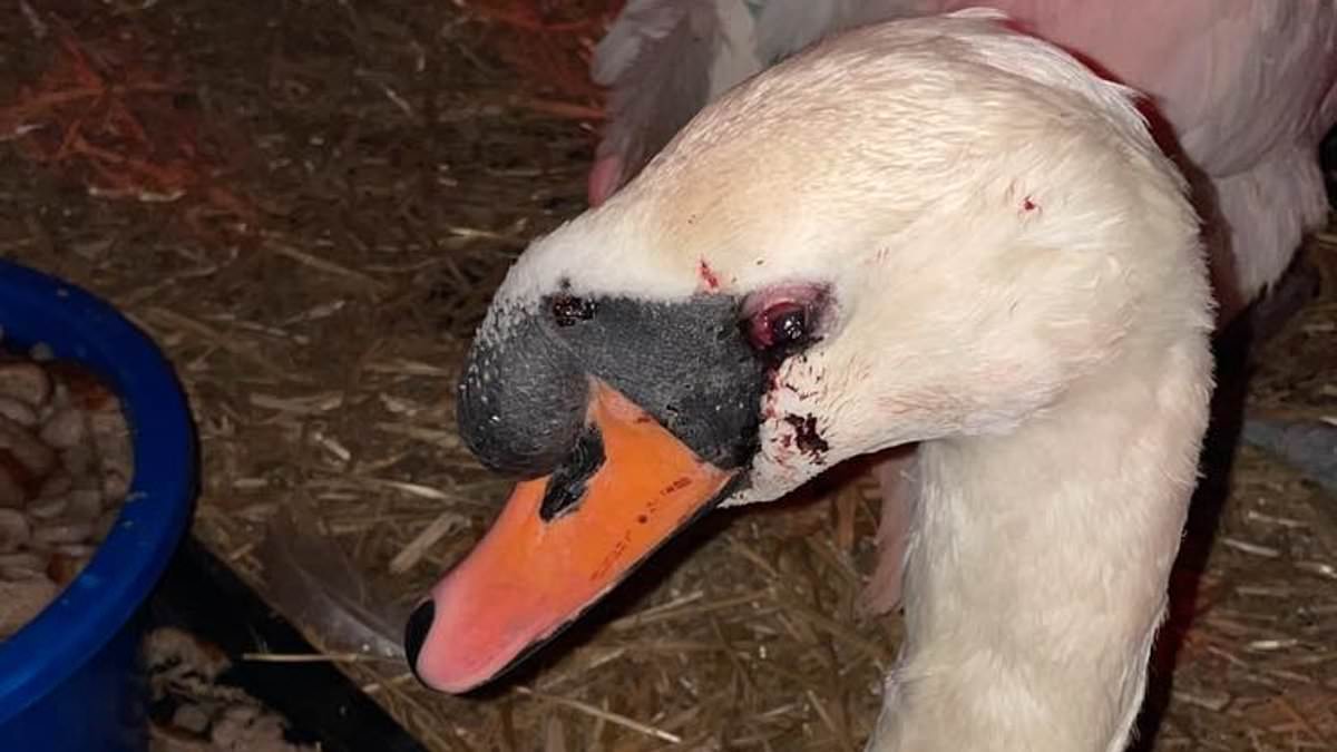 alert-–-who-is-killing-britain’s-swans?-catapult-wielding-gang-hunted-after-seven-of-the-majestic-birds-are-shot-dead-in-this-year-alone-in-surrey-and-hampshire