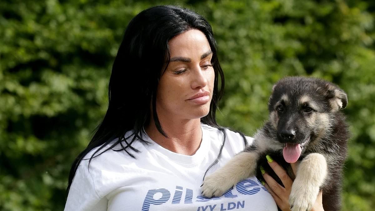 alert-–-katie-price-is-offered-5,000-by-animal-charity-peta-to-stop-owning-pets-following-string-of-deaths-as-she-gets-1,200-sphynx-and-‘gives-away-puppy-tank’