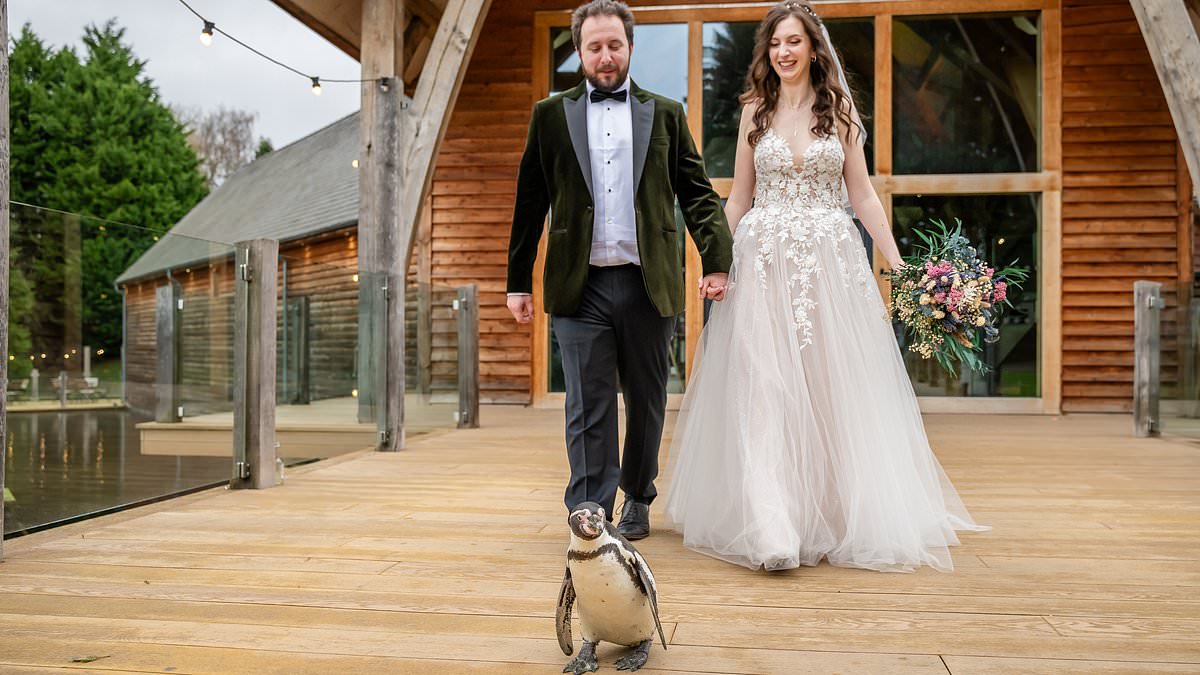 alert-–-something-borrowed,-something-pingu!-ring-bearer-penguin-surprises-wedding-guests-as-he-waddles-down-aisle-for-couple’s-big-day