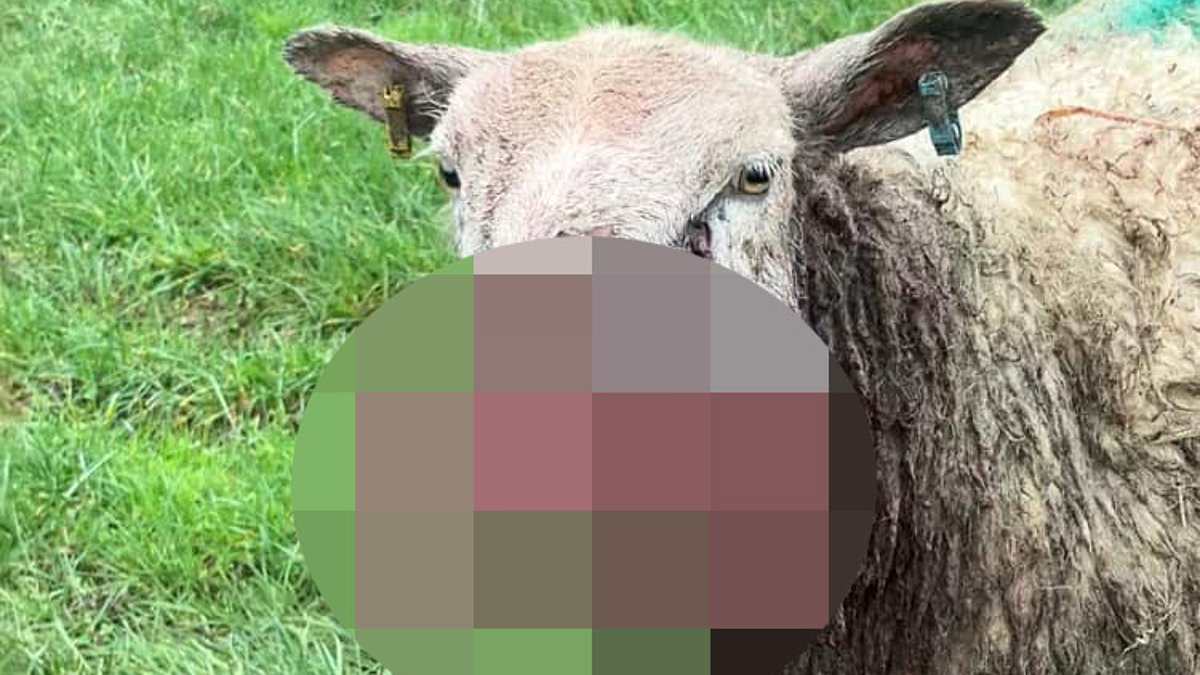 alert-–-dog-kills-45-sheep-in-bloody-rampage-as-farmer-who-found-their-dead-and-mutilated-bodies-said-grisly-discovery-was-‘absolutely-traumatic’