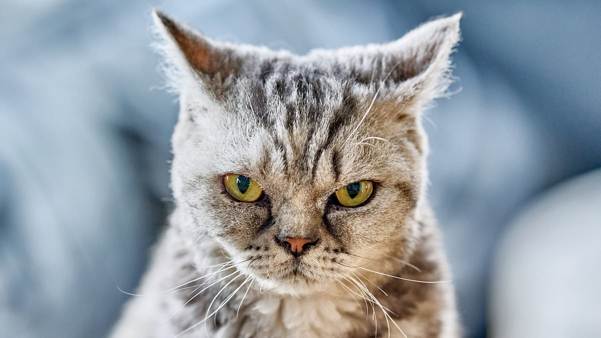 alert-–-how-your-pet-cat-is-a-major-harborer-of-deadly-diseases-–-after-felines-were-blamed-for-first-alaskapox-death-and-return-of-ancient-plague