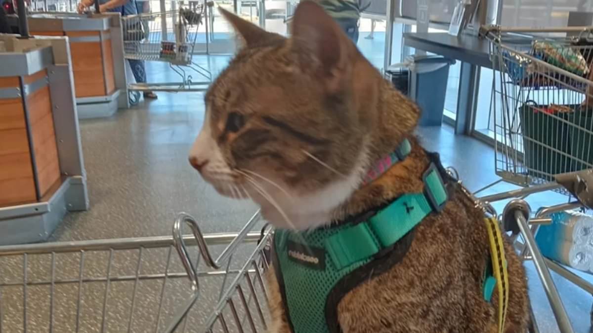 alert-–-aldi-shopper’s-‘assistance-cat’-seated-in-shopping-trolley-sparks-a-furore-over-hygiene