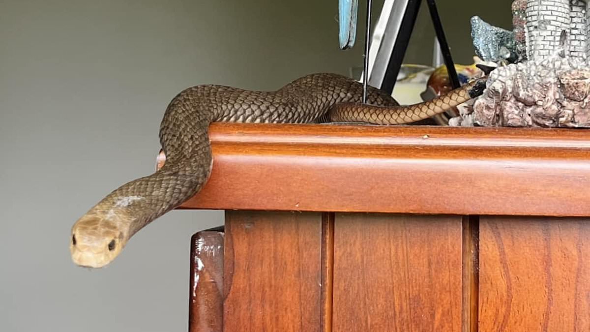 alert-–-aussie-mum’s-horror-as-one-of-the-world’s-deadliest-snakes-is-found-inside-a-little-girl’s-bedroom