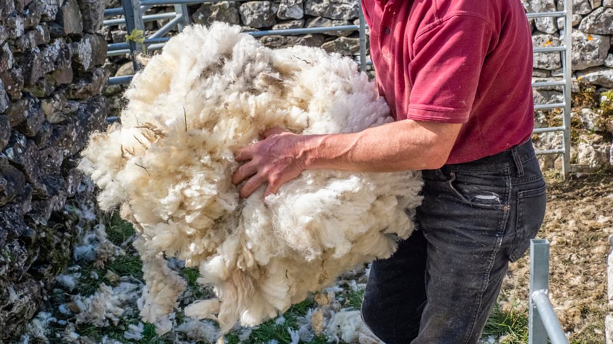 alert-–-farmers-burn-sheep-fleeces-in-protest-over-‘measly’-wool-prices-amid-growing-demand-for-mass-produced-synthetic-fibres