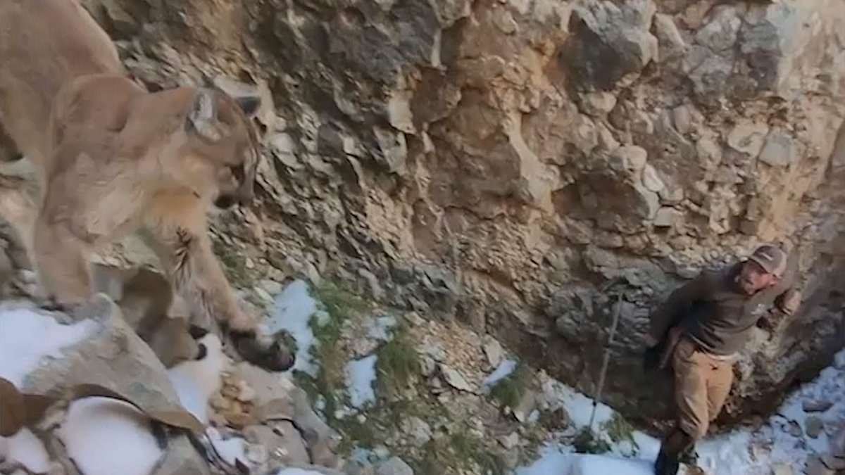alert-–-terrifying-moment-angry-mountain-lion-charges-out-of-a-cave-at-biologist-who-fired-a-tranquilizer-dart-at-it-so-he-could-attach-a-research-collar