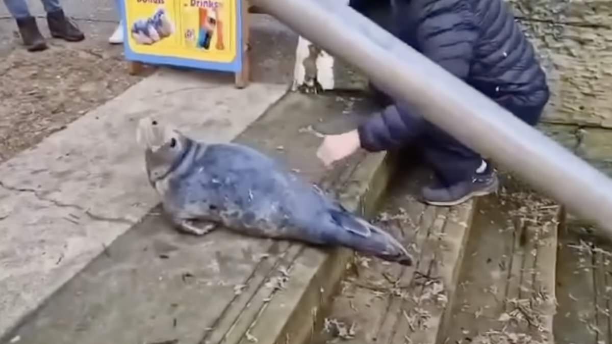 alert-–-keep-away!-moment-four-month-old-seal-pup-is-harassed-by-crowd-as-it-tries-to-escape-rough-seas-for-a-rest