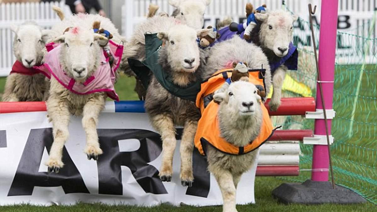 alert-–-ewe-turn!-‘lamb-national’-sheep-race-loved-by-king-charles-which-was-axed-amid-eco-backlash-will-go-ahead-(after-bosses-‘were-told-the-animals-would-have-been-eaten-instead’)