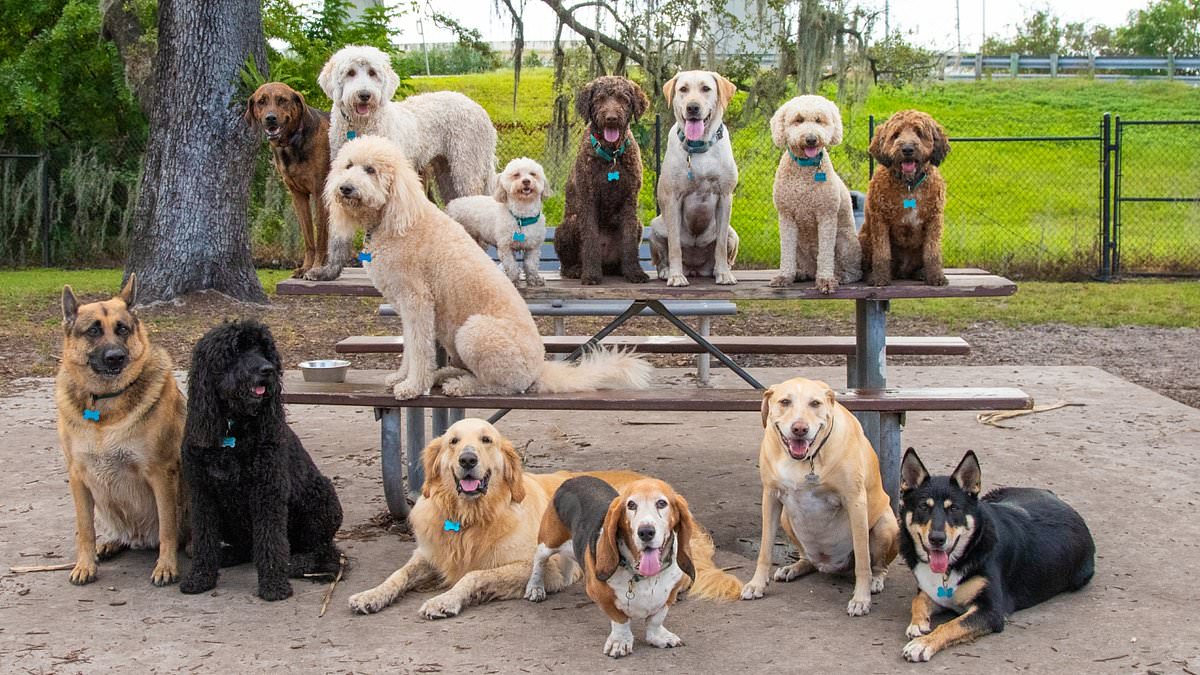 alert-–-the-dog-breed-most-likely-to-be-‘dognapped’-revealed-as-thefts-of-the-popular-canine-soar-140%-and-desperate-owners-facing-$10,000-ransom-bills