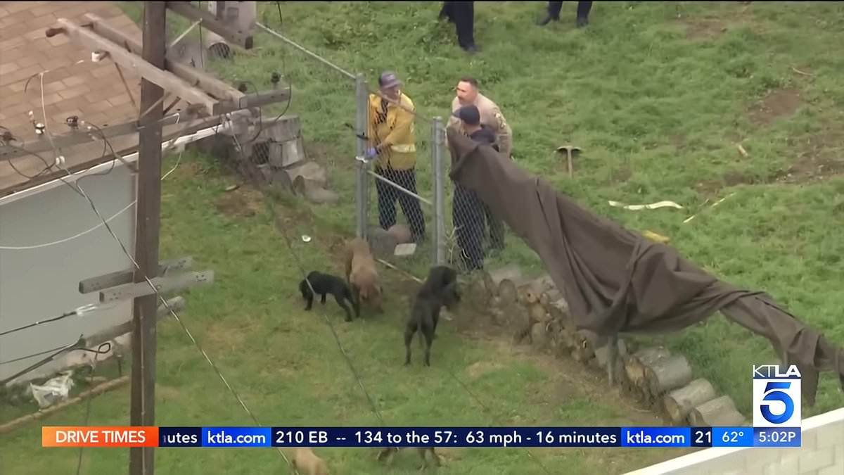 alert-–-shocking-photos-show-aftermath-of-horror-pit-bull-attack-where-la-breeder-was-viciously-mauled-to-death-by-pack-of-13-dogs-as-he-tried-to-feed-them-in-backyard-kennel