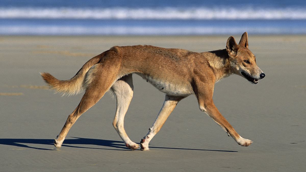 alert-–-k’gari-dingo-attack:-two-tourists-bitten-by-wild-canines-on-queensland-holiday-island