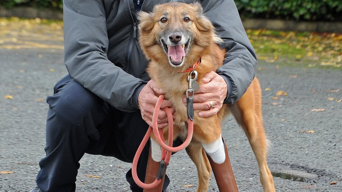 alert-–-dog-whose-legs-were-hacked-off-in-vicious-machete-attack-and-dumped-in-a-bangkok-gutter-after-chewing-the-man’s-shoes-is-given-new-prosthetics-so-it-can-run-around