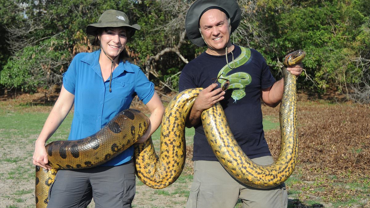 alert-–-world’s-biggest-snake-is-discovered-in-the-amazon-rainforest:-huge-anaconda-measures-26ft-long-and-weighs-440lbs-–-and-its-head-is-the-same-size-as-a-human’s