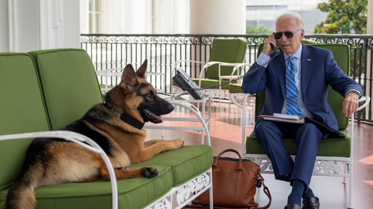 alert-–-biden’s-dog-commander-left-white-house-floors-covered-with-blood-after-mauling-one-secret-service-agent-and-inflicted-‘severe-deep-open-wound’-on-another-as-attacks-on-24-staffers-are-laid-bare