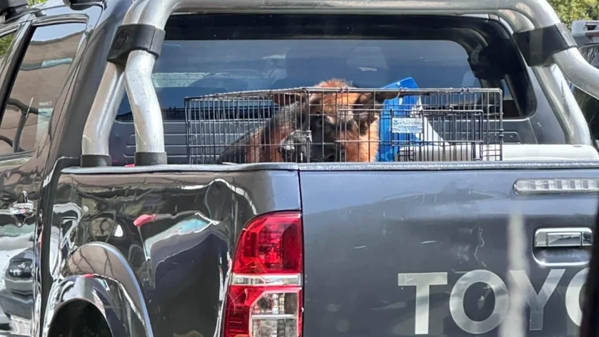 alert-–-noosa:-outrage-over-photo-of-caged-dog-on-back-of-a-ute-in-30c-heat-but-some-are-not-so-quick-to-judgement