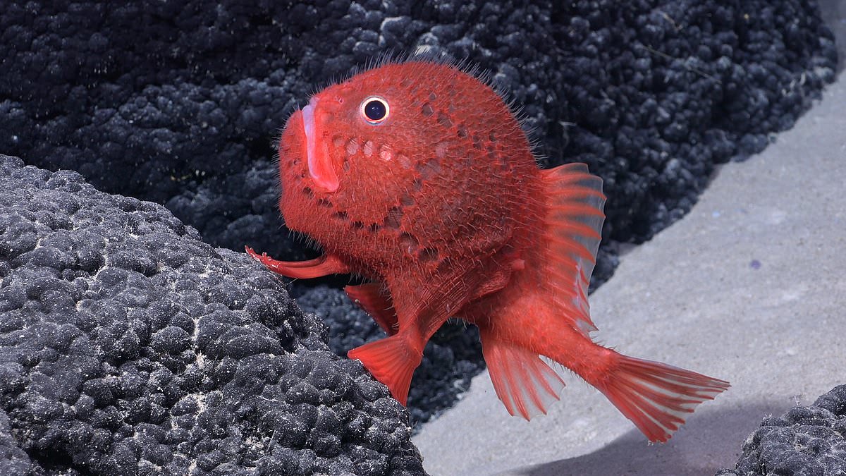 alert-–-‘mind-blowing’-deep-sea-expedition-uncovers-more-than-100-never-before-seen-species-and-a-huge-underwater-mountain-off-the-coast-of-chile