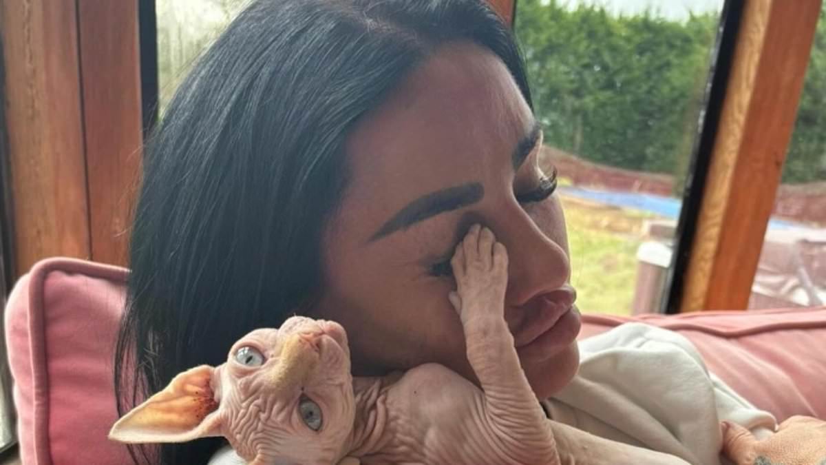 alert-–-katie-price-cuddles-up-to-her-1,200-sphynx-cat-after-peta’s-5,000-offer-to-stop-the-bankrupt-star-buying-pets-after-‘giving-away-puppy-tank’-and-string-of-deaths