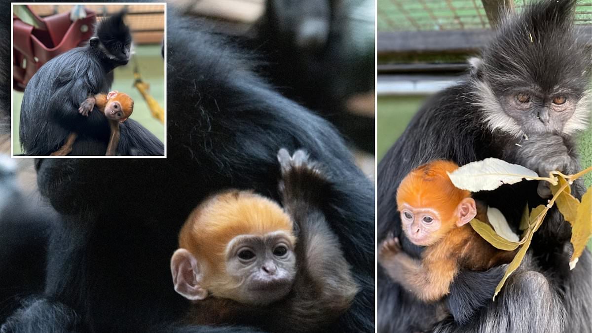 alert-–-orange-is-the-new-black!-adorable-monkey-with-bright-ginger-fur-is-born-at-a-zoo-in-bedfordshire-–-despite-both-its-parents-being monochromatic