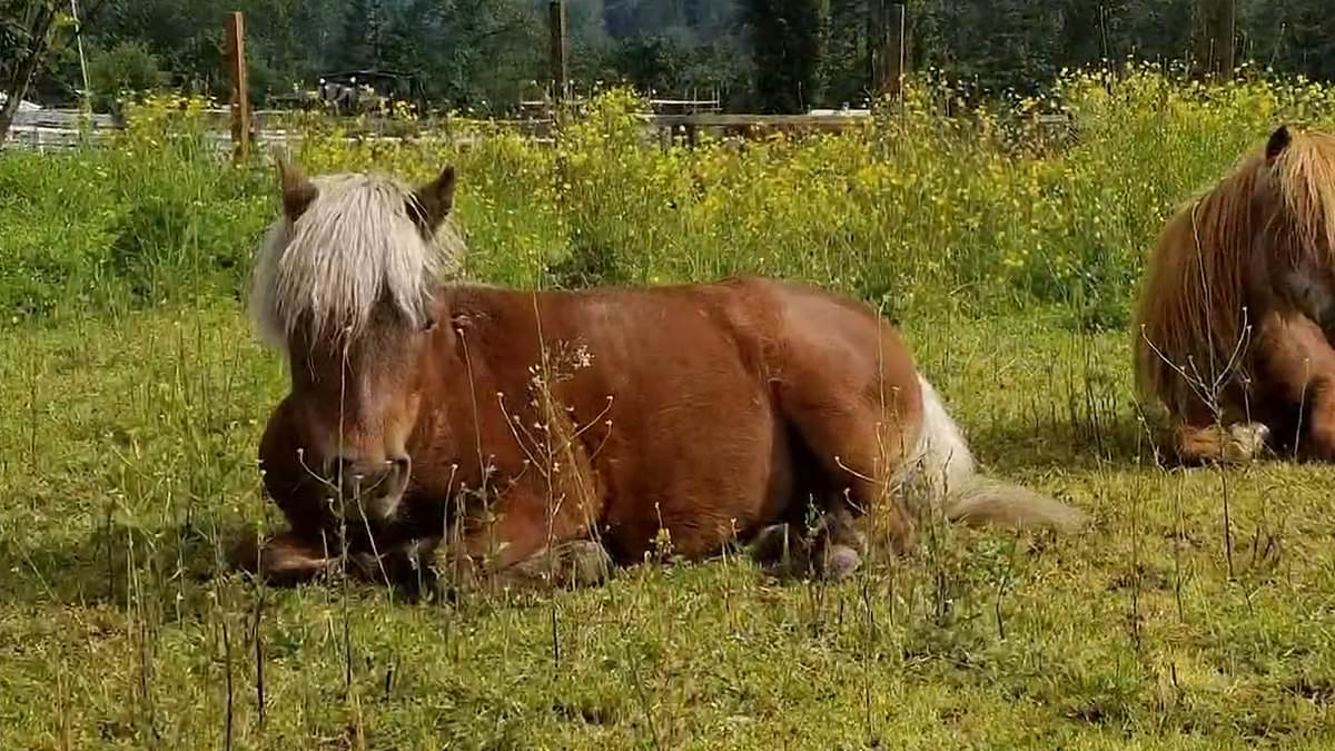 alert-–-mystery-as-26-year-old-miniature-horse-named-buttercop-is-found-dead-in-washington-with-a-forehead-gunshot-wound-as-cops-investigate-second-slaughter-of-horse-in-under-three-months