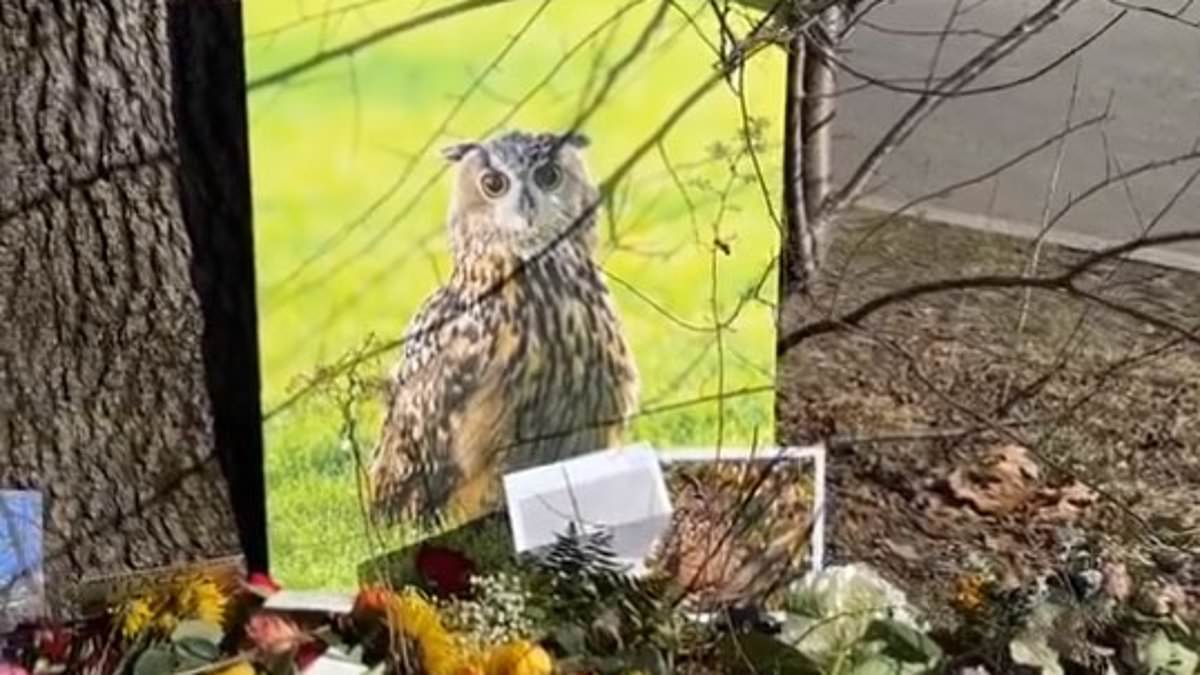 alert-–-hundreds-turnout-for-memorial-of-beloved-nyc-owl-falco-after-he-died-colliding-with-a-building