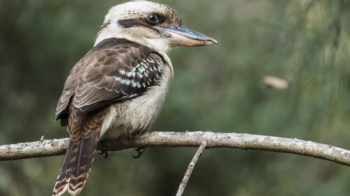 alert-–-kookaburra-makes-itself-at-home-in-the-english-countryside-–-more-than-14,000km-from-home