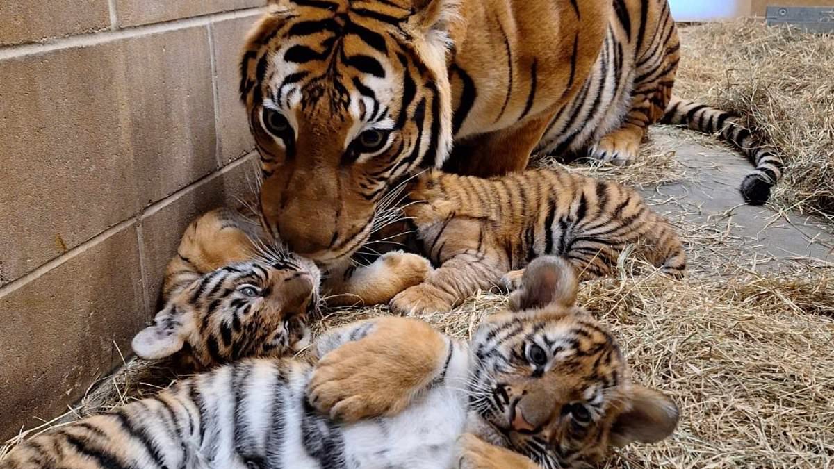 alert-–-meet-jacksonville-zoo’s-new-malayan-tiger-triplets!-mom-cinta-joins-her-three-playful-cubs-in-new-enclosure