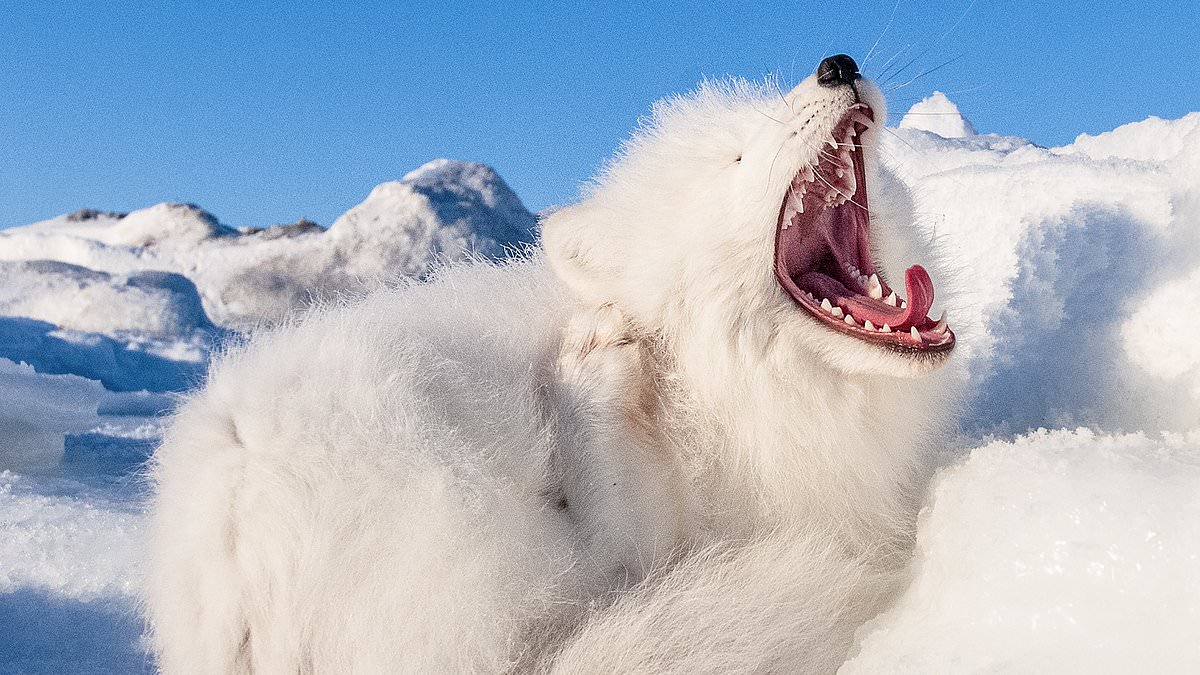 alert-–-adorable-moment-fluffy-arctic-fox-wakes-up-and-yawns-in-the-canadian-sunshine